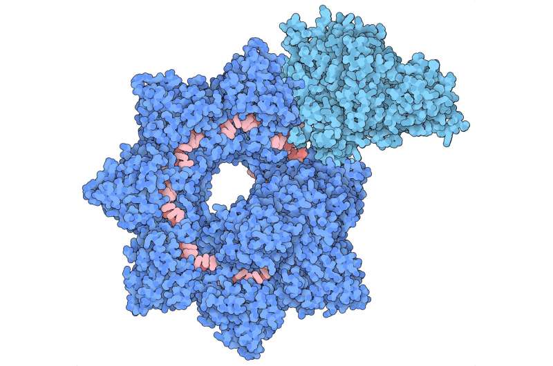 First images of an 'upgraded' CRISPR tool