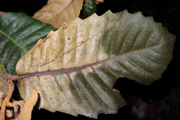 First known cases of sudden oak death detected in Del Norte County