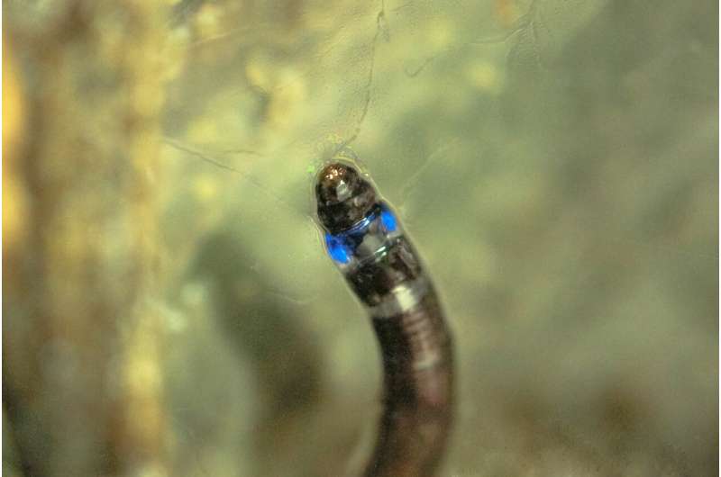 First South American insect that emits blue light is discovered