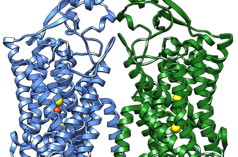 First structure of human cotransporter protein family member solved