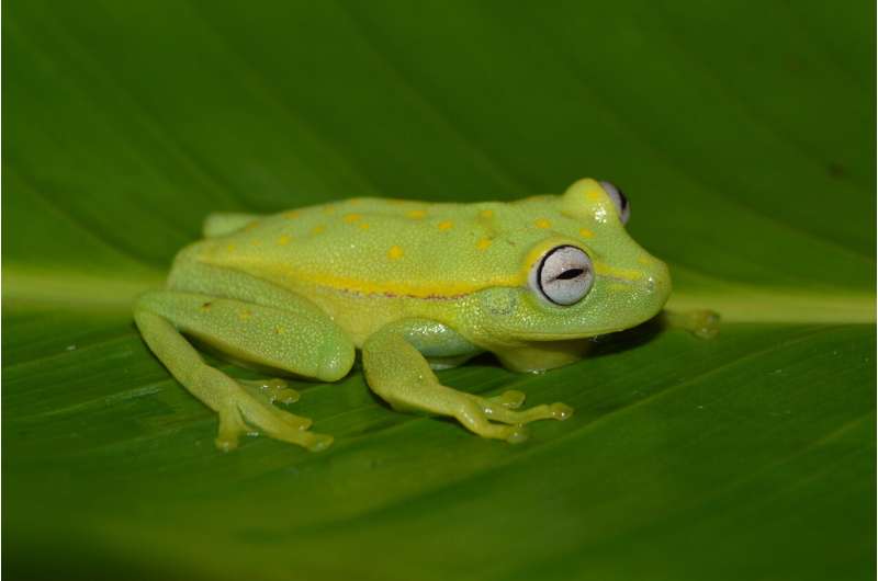 First widespread chytrid fungus infections in frogs of Peruvian Amazon rain forests