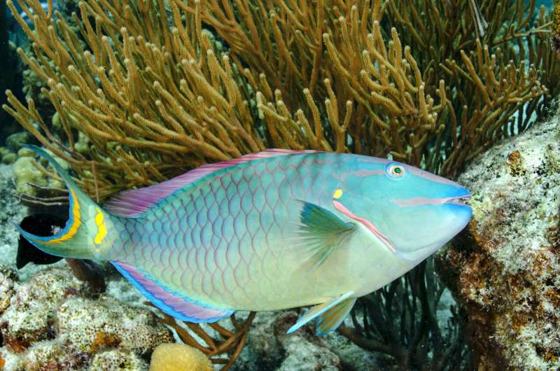 Fish diversity linked to caribbean coral reef health