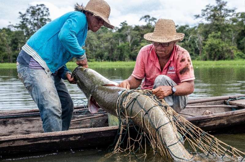 Fishermen capture a large Pirarucu fish from the water at the Amana Sustainable Development Reserve, in Amazonas State, northern