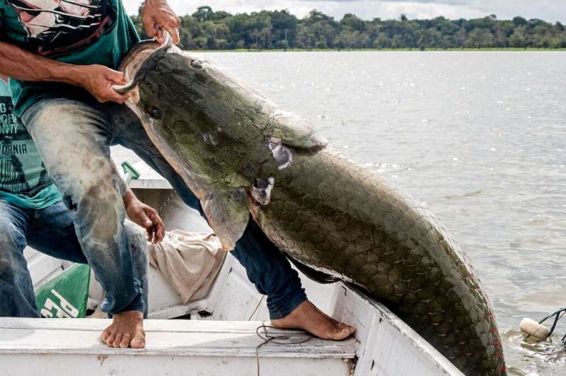 Fishermen land a pirarucu—one of the world's biggest freshwater fish—at the Amana Sustainable Development Reserve in Brazil's Am