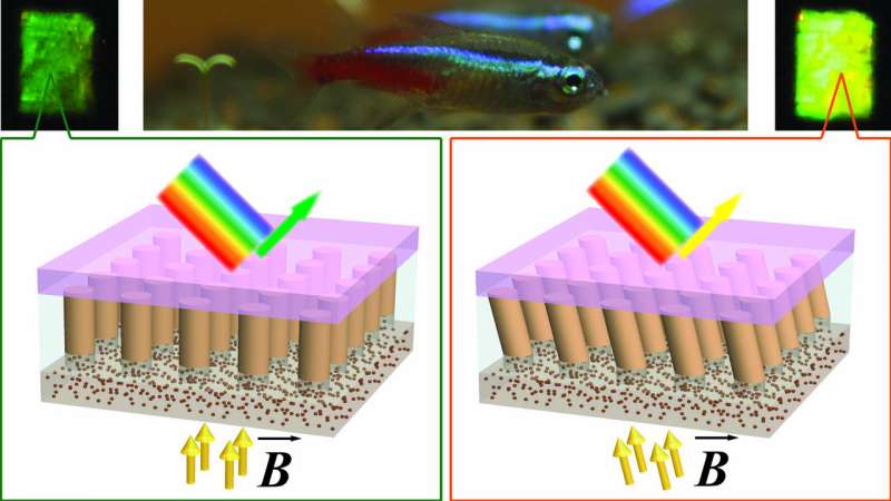 Fish-inspired material changes color using nanocolumns