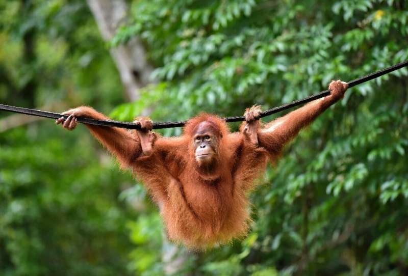 Five-year-old primate Elaine was one of two critically endangered Sumatran Orangutans released back into the wild