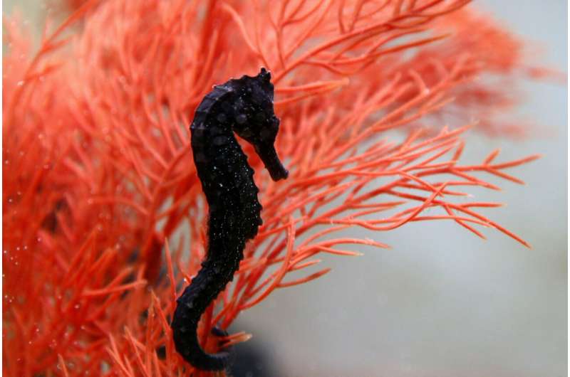 Flash photography doesn’t harm seahorses – but don’t touch