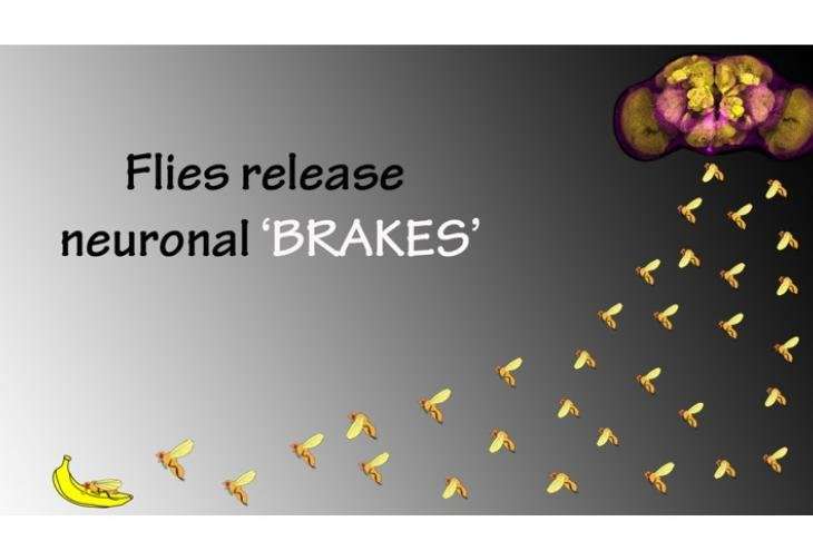 Flies release neuronal brakes to fly longer