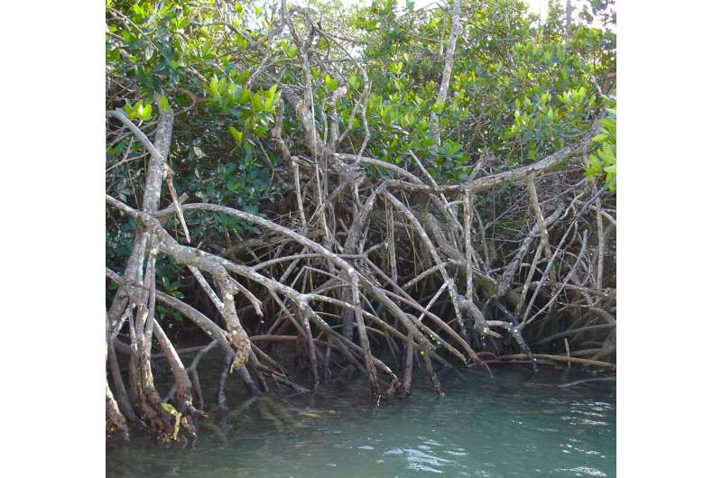 Florida mangroves reveal complex relationship between climate and natural systems