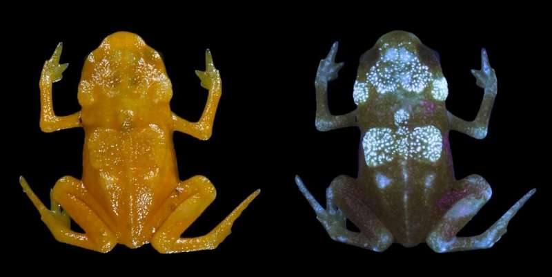 Fluorescence discovered in tiny Brazilian frogs