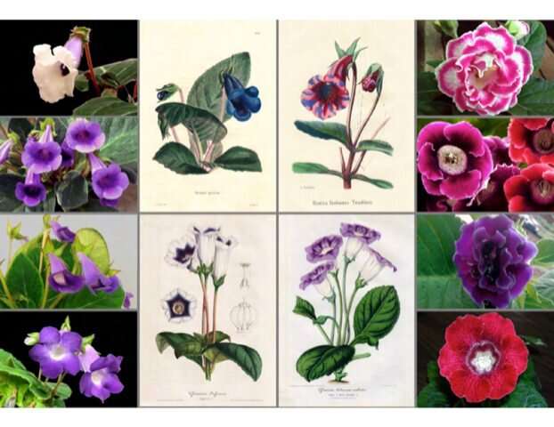 Following in Darwin's footsteps: understanding the plant evolution of florist's gloxinia