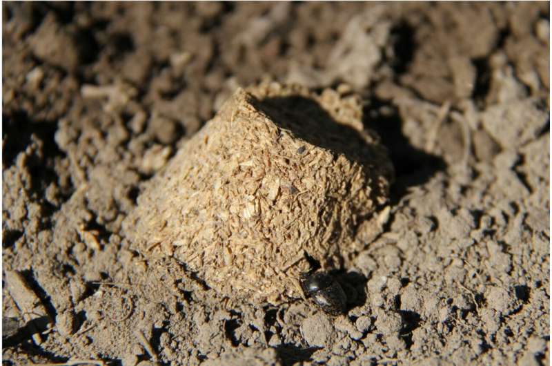 Food safety: Dung beetles and soil bacteria reduce risk of human pathogens