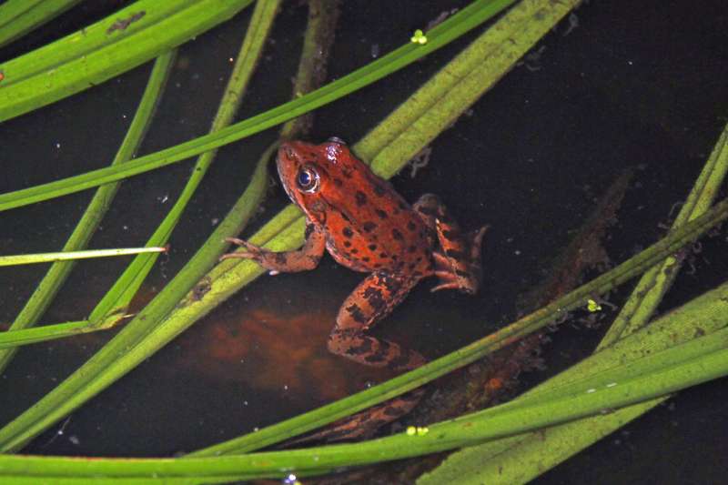 For a fragile frog population, wildfire is the latest challenge