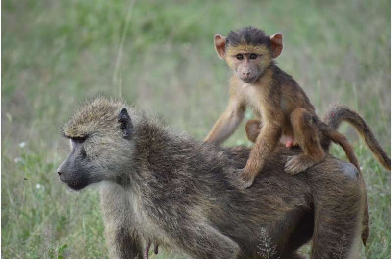 For baboons, a mother's history of hardship can have lasting effects on her kids too