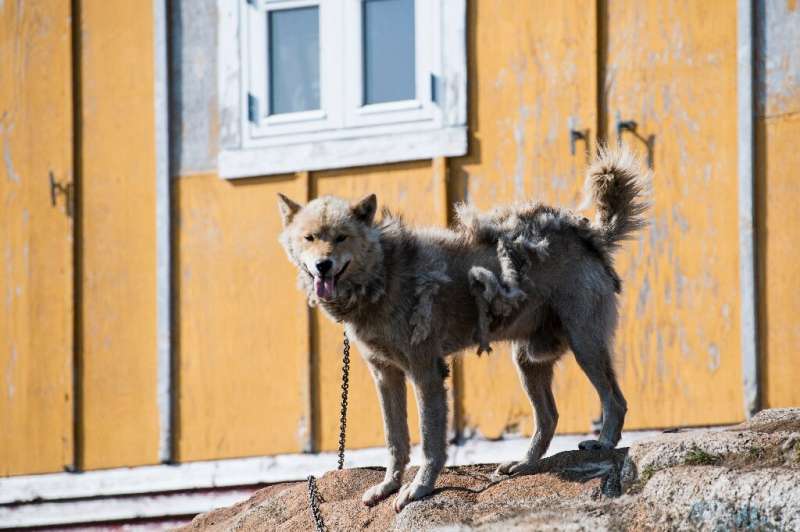 For centuries, hunters have sledded with Greenland dogs, a distinct breed similar to Alaskan huskies