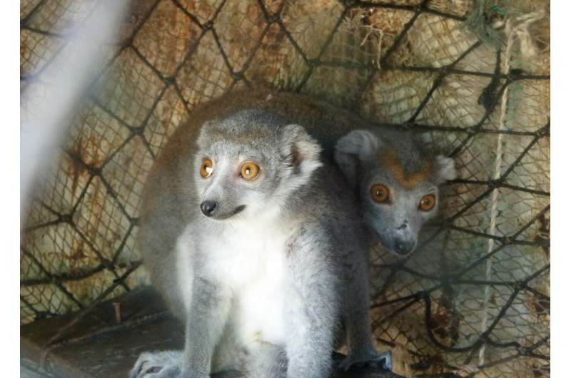 For endangered lemurs, internet fame has a dark side