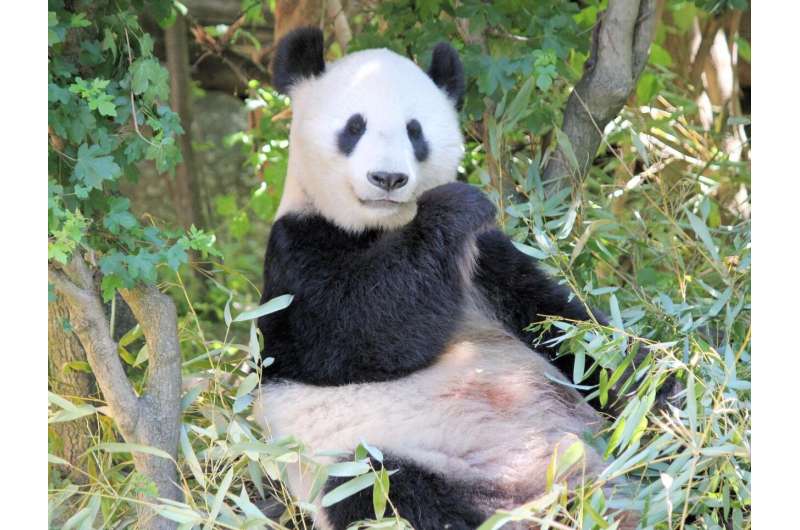 For giant pandas, bamboo is vegetarian 'meat'