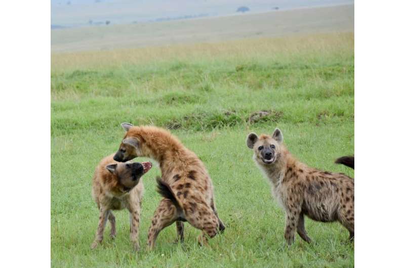For hyenas, there's no 'I' in clan