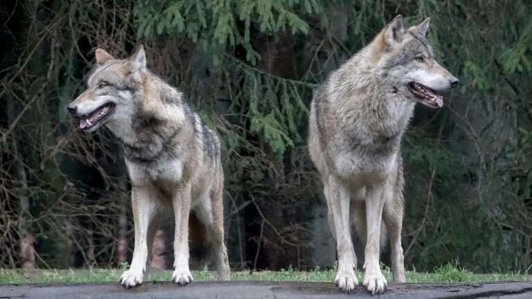 For over 150 years, wolves were extinct in Germany but they made a comeback in 2000