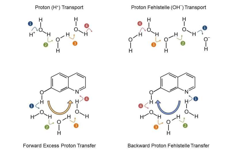 Forward or backward? New pathways for protons in water or methanol