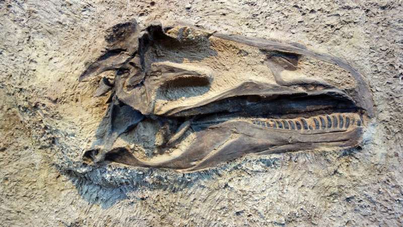 Fossil colour studies are changing our idea of how dinosaurs looked