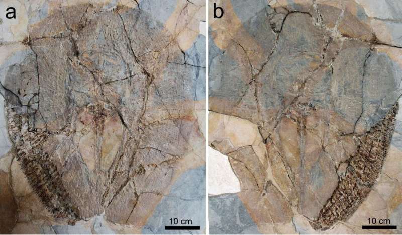 Fossil fish gives new insights into the evolution