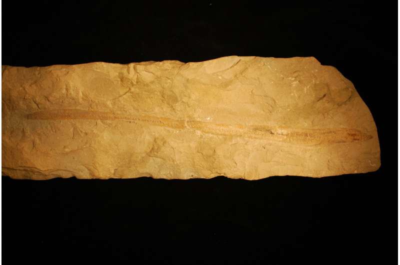 Fossilized slime of 100-million-year-old hagfish shakes up vertebrate family tree
