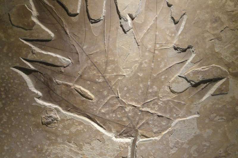 fossil leaves