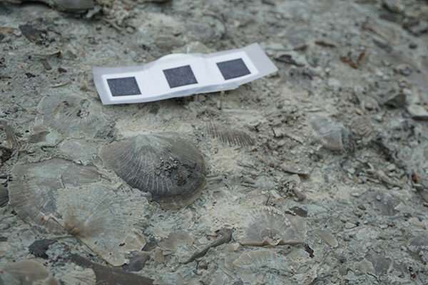 Fossils show recovery from extinction event helped shape evolutionary history