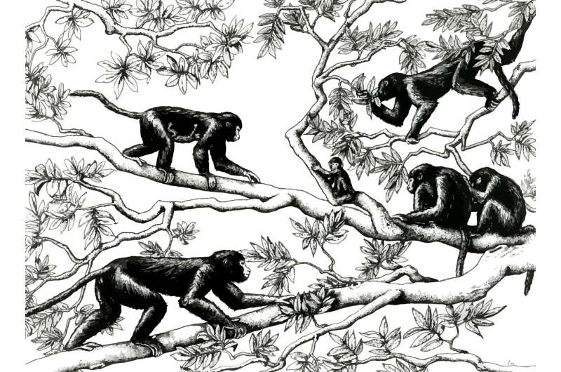 Fossil suggests apes, old world monkeys moved in opposite directions from shared ancestor