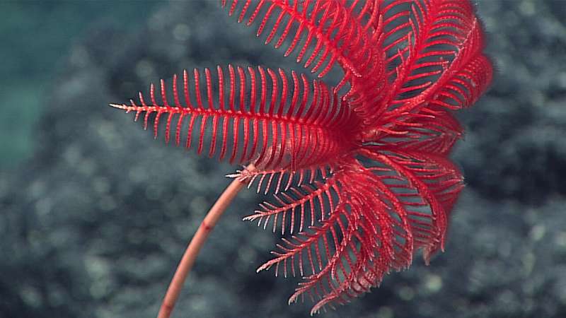Four-hundred-eighty-million-year-old fossils reveal sea lilies' ancient roots