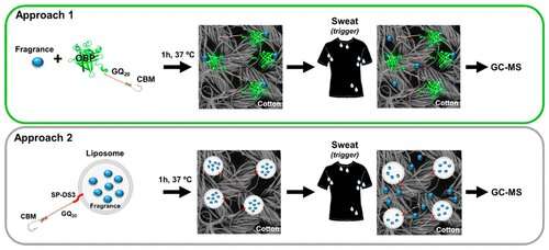 Fragrance-releasing fabric could help neutralize sweaty gym clothes