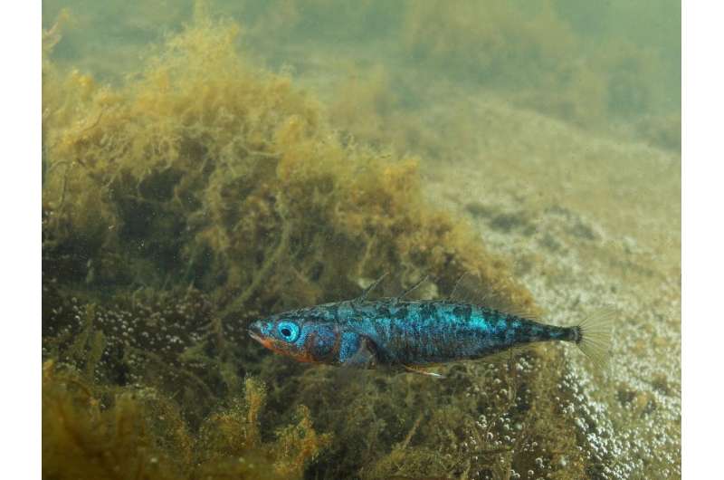 Freshwater find: Genetic advantage allows some marine fish to colonize freshwater habitats