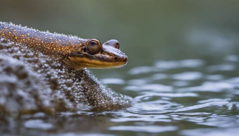 Freshwater wildlife face an uncertain future