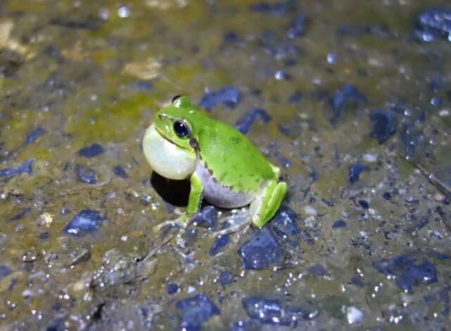 Frog choruses inspire wireless sensor networks