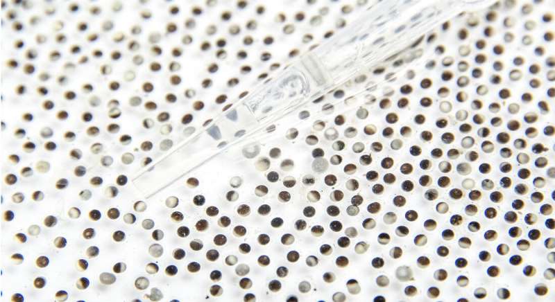 **Frog eggs help researchers understand repair of DNA damages