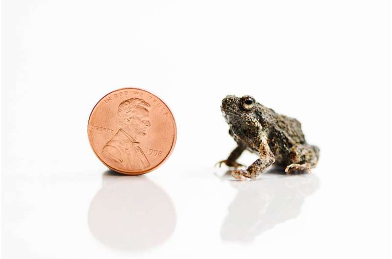 Frogs’ mating calls also attract predators