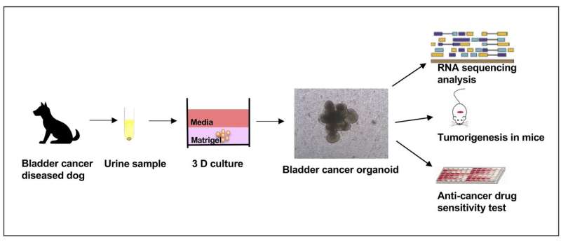 From urine samples to precision medicine in bladder cancer through 3D cell culture