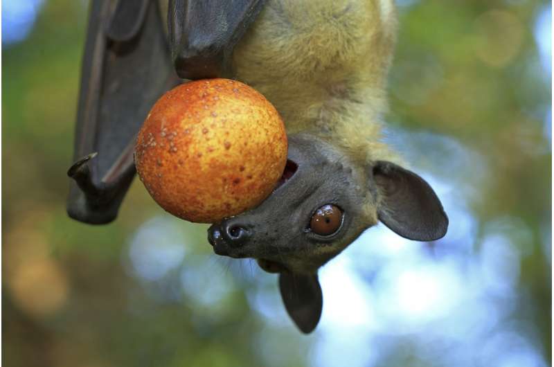 Fruit bat hunting also harms humans