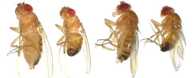 Fruit flies help in the development of personalized medicine