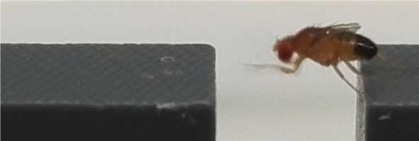 Fruit flies learn their body size once for an entire lifetime