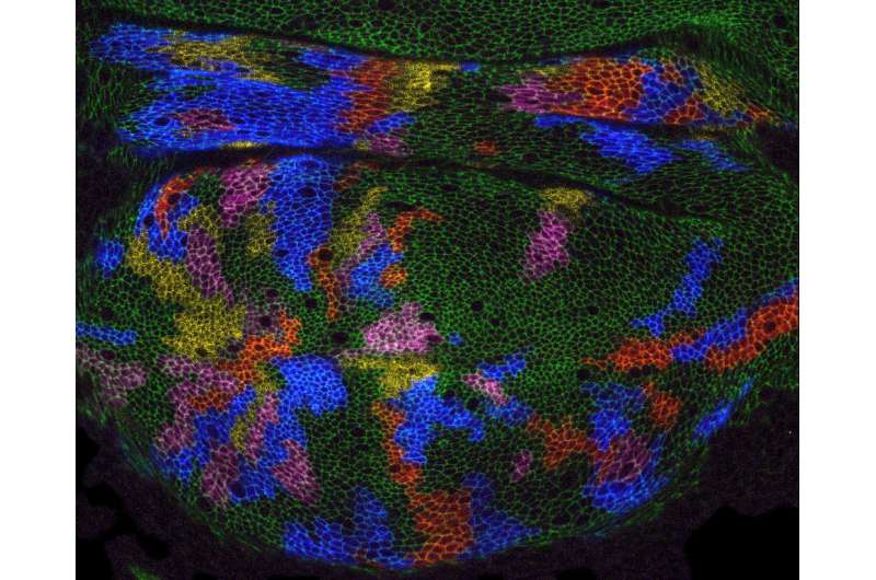 Fruit fly wing research reshapes understanding of how organs form