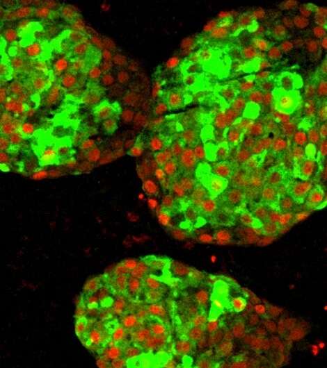 实验室生长的功能性胰岛素产生的细胞
