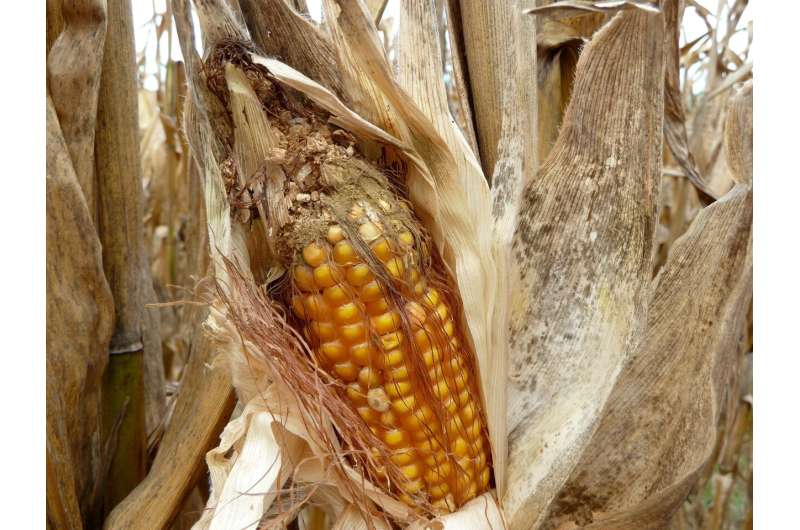 Fungal mating: Next weapon against corn aflatoxin?