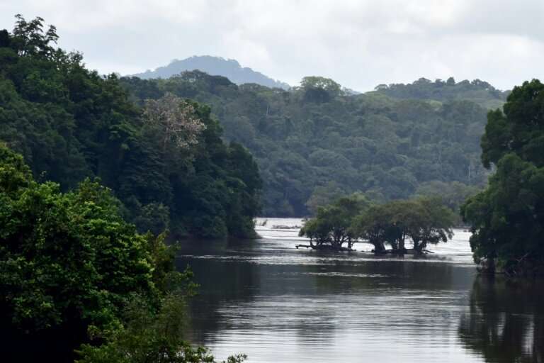 Gabon, 80-percent covered by forest, has banned exploitation of the 'sacred' kevazingo wood