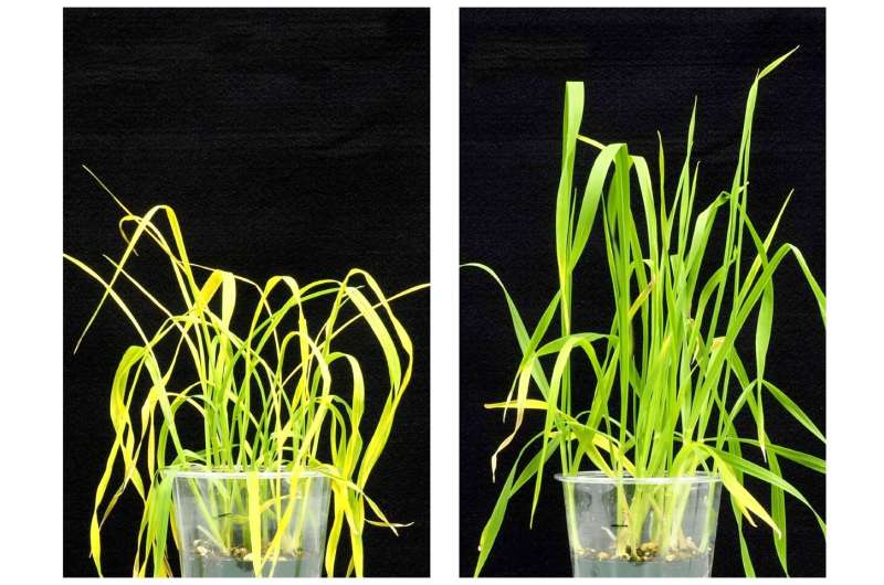 Game changer: New chemical keeps plants plump