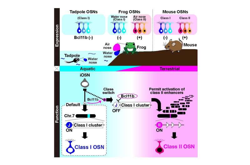 Gene regulation behind the choice of the correct receptor for olfaction