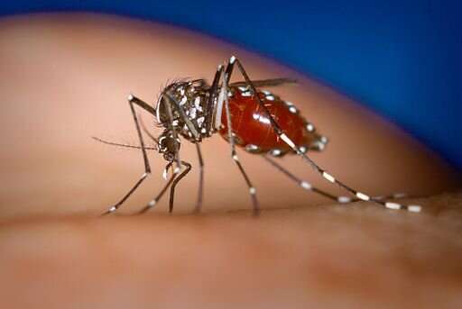 Genes tell the story of how the Asian tiger mosquito spread