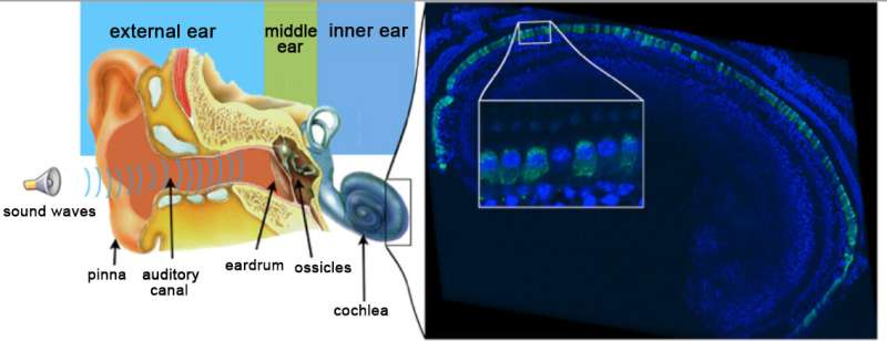 Gene therapy durably reverses congenital deafness in mice