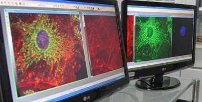 Genetically modified virus combats prostate cancer